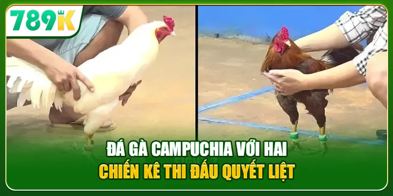 Đá gà Campuchia với hai chiến kê thi đấu quyết liệt