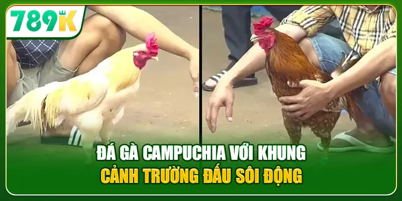 Đá gà Campuchia với khung cảnh trường đấu sôi động