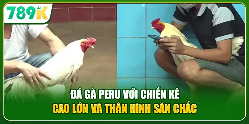 Đá gà Peru với chiến kê cao lớn và thân hình săn chắc